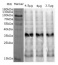 Lhcb4 | CP29 (Lhcb4) homolog (Ostreococcus tauri)